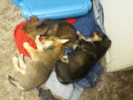 My Puppies - Femelle (3 mois)