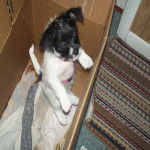 Rascal - Mâle (10 mois)