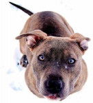 roco - Mâle (2 ans)