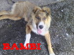 Bambi - Mâle (6 mois)