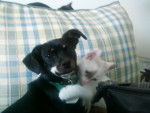 puppy an kitty love>>> - Femelle (4 ans)