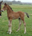 consentida - (1 mois)