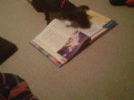 Midnight reading a social studies book - Femelle (5 ans)