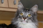 Caico Of The Rocky Mountain (Maine Coon) - Mâle (3 ans)