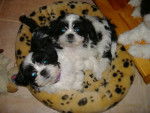 daisy's Puppys - (6 mois)