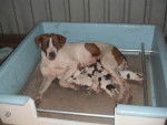 Oke and her pups - Femelle (4 ans)