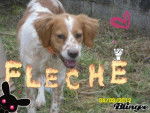 Fl&egrave;che - (3 ans)