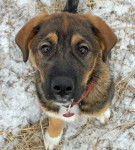 Skyler - Mâle (4 mois)