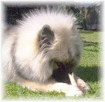 Vikeyson Mikoshi CD --- RIP - (4 ans)