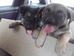 rocky y terri!! (L) - Mâle (1 mois)
