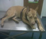 Diesel - Mâle (9 mois)