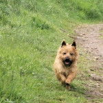 krapul - Mâle (6 mois)