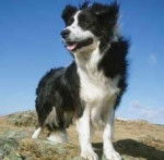 RP PET5 - M&acirc;le (15 ans)