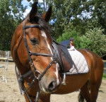 Diplomat - Mâle (20 ans)