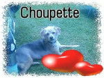 choupette - Femelle (13 ans)