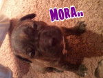 Mora.. - Femelle (1 mois)