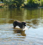 Watson - M&acirc;le (3 ans)