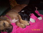 rocky and tootie - Mâle (2 mois)