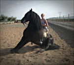 Marqués - Mâle (10 ans)