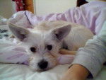 bengy my puppy doggy! - (5 mois)