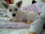 bengy my puppy doggy! 2 - Mâle (5 mois)