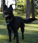 Shadow - M&acirc;le (6 ans)