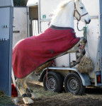 Tolstoi - Mâle (5 ans)