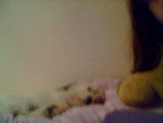 my dog bengy sleeping - Mâle (6 mois)