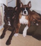 mes boxers décédés - (13 ans)