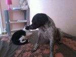 ma chienne et mon chat - Femelle (3 ans)
