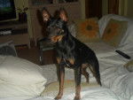 Mandy - Femelle (2 ans)