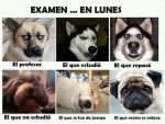 examen el lunes en la universidad canina - Mâle