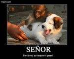 mono y perro -