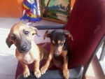 wendy y grachy - Femelle (6 mois)