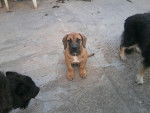 moros joven presa canario-mastin napolitano - Mâle (3 mois)