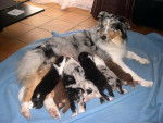 Bounka et ses chiots - Femelle (2 ans)
