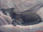 blacky - Mâle (14 ans)