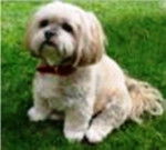 PTIBOUT - M&acirc;le (3 ans)