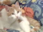 choupinnette (chat) - Femelle (7 mois)