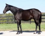 Bay Standardbred - (2 ans)