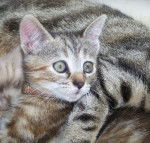 M&eacute;lisse - (1 an)