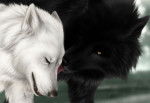Neige & Wolf - Femelle (3 ans)