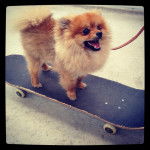 grand skater - Mâle