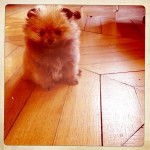 petit Boo deviendra - Mâle