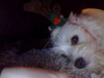 bengy in his new reindeer antlers - Mâle (8 mois)