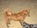 browny - Mâle (3 ans)