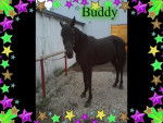 Buddy - Mâle