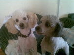 Mis perritas candy y muñeca - (2 ans)