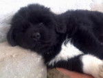 blacky - Femelle (6 mois)
