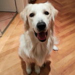 Aaron - M&acirc;le (1 an)